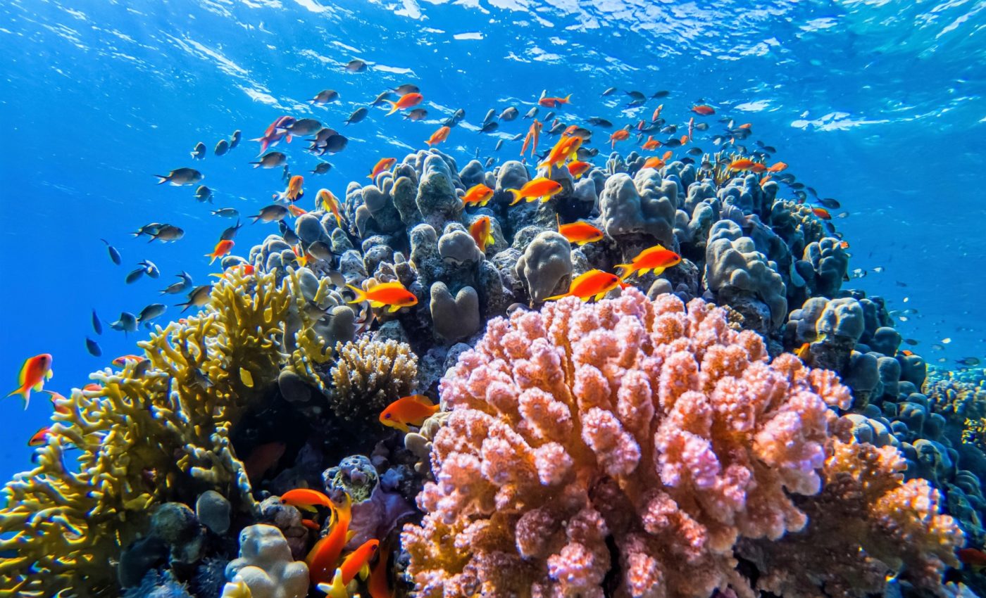 How artificial light can boost coral reef recovery