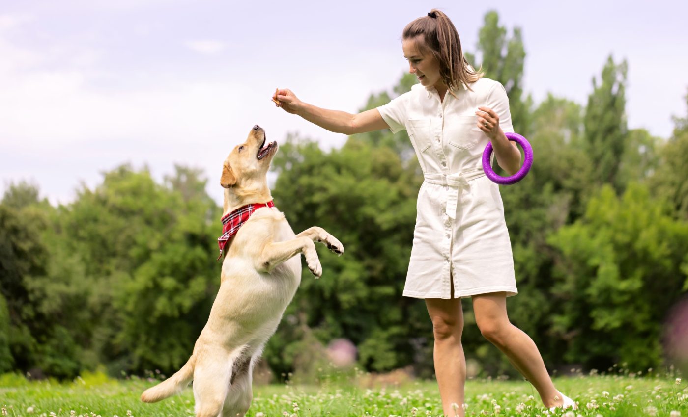 Scientists learn how to make dogs 'pay attention' and focus more on what their humans want