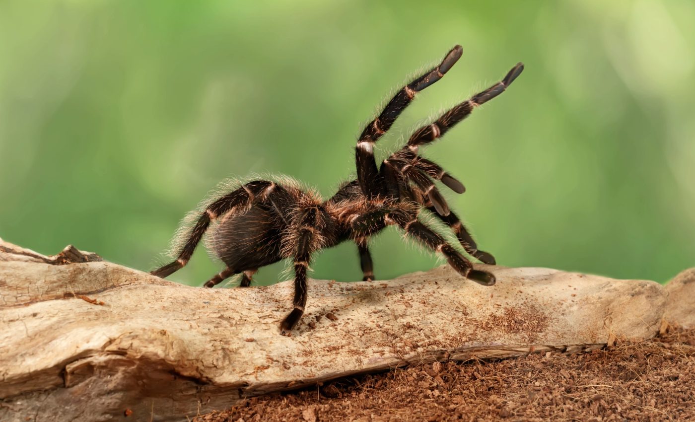 Rethinking arachnid evolution: The surprising history of spiders