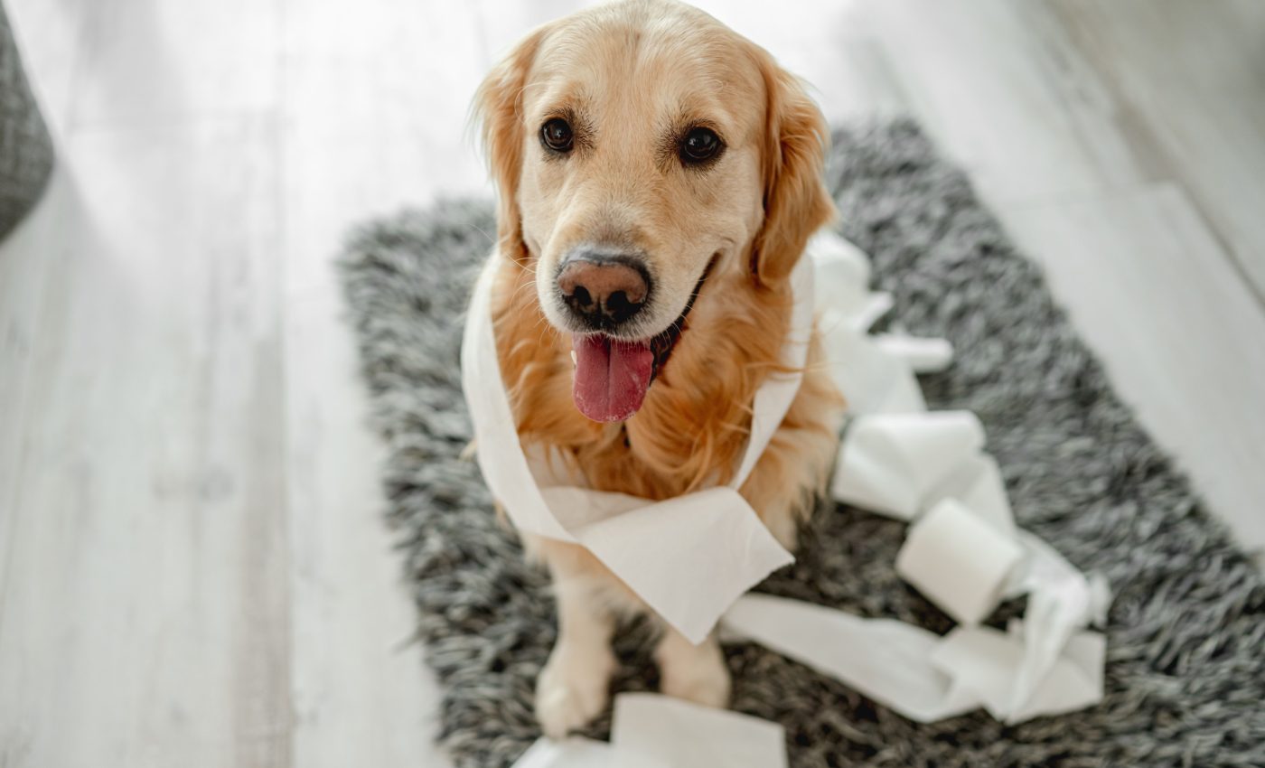 Lost in translation: How we misread our dogs’ emotions