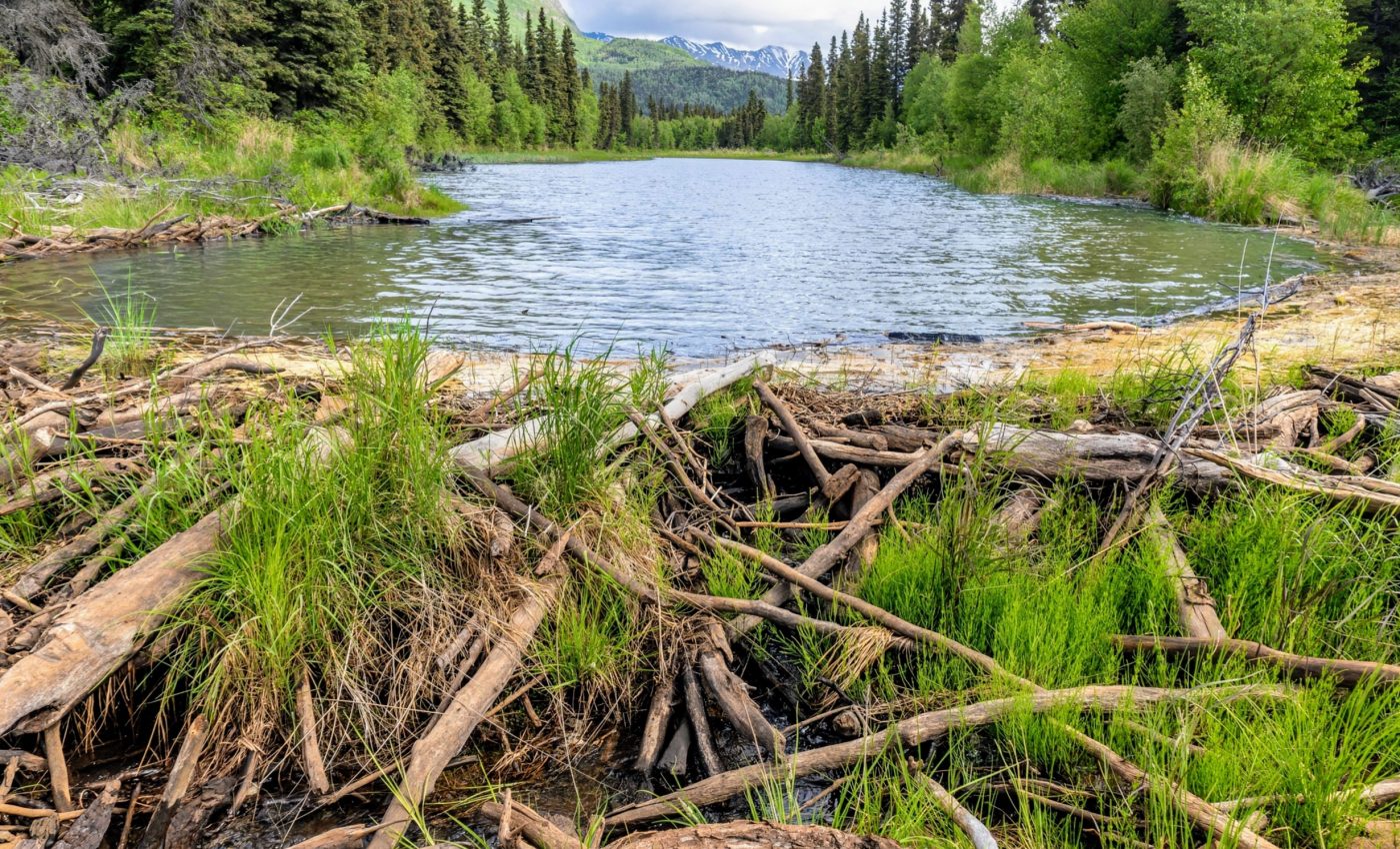 Brown trout prove that beaver dams don't always limit fish movement
