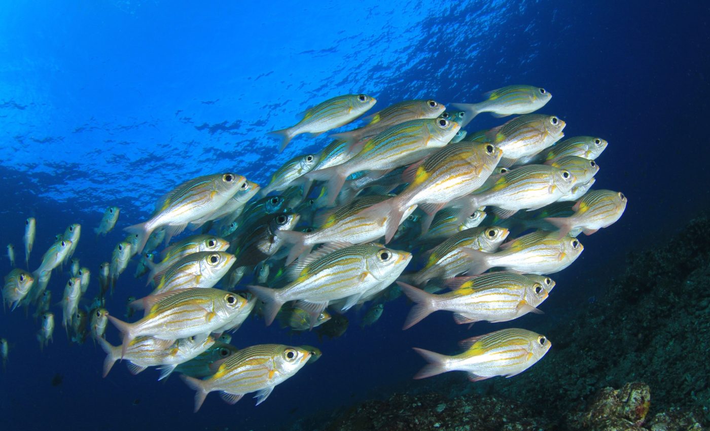 How deep-sea fish survive the crushing depths of the ocean