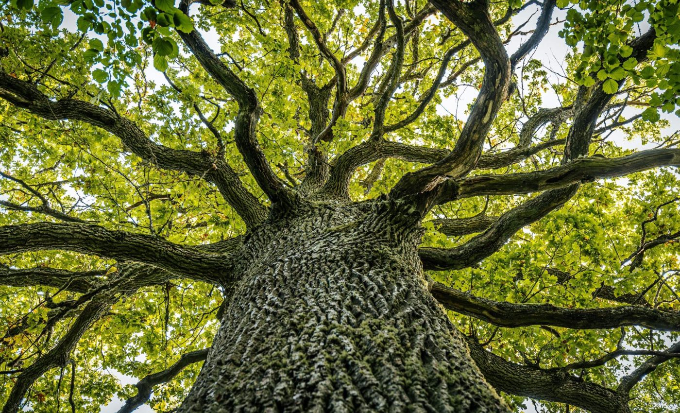 Slow and steady tree growth wins the race for carbon capture