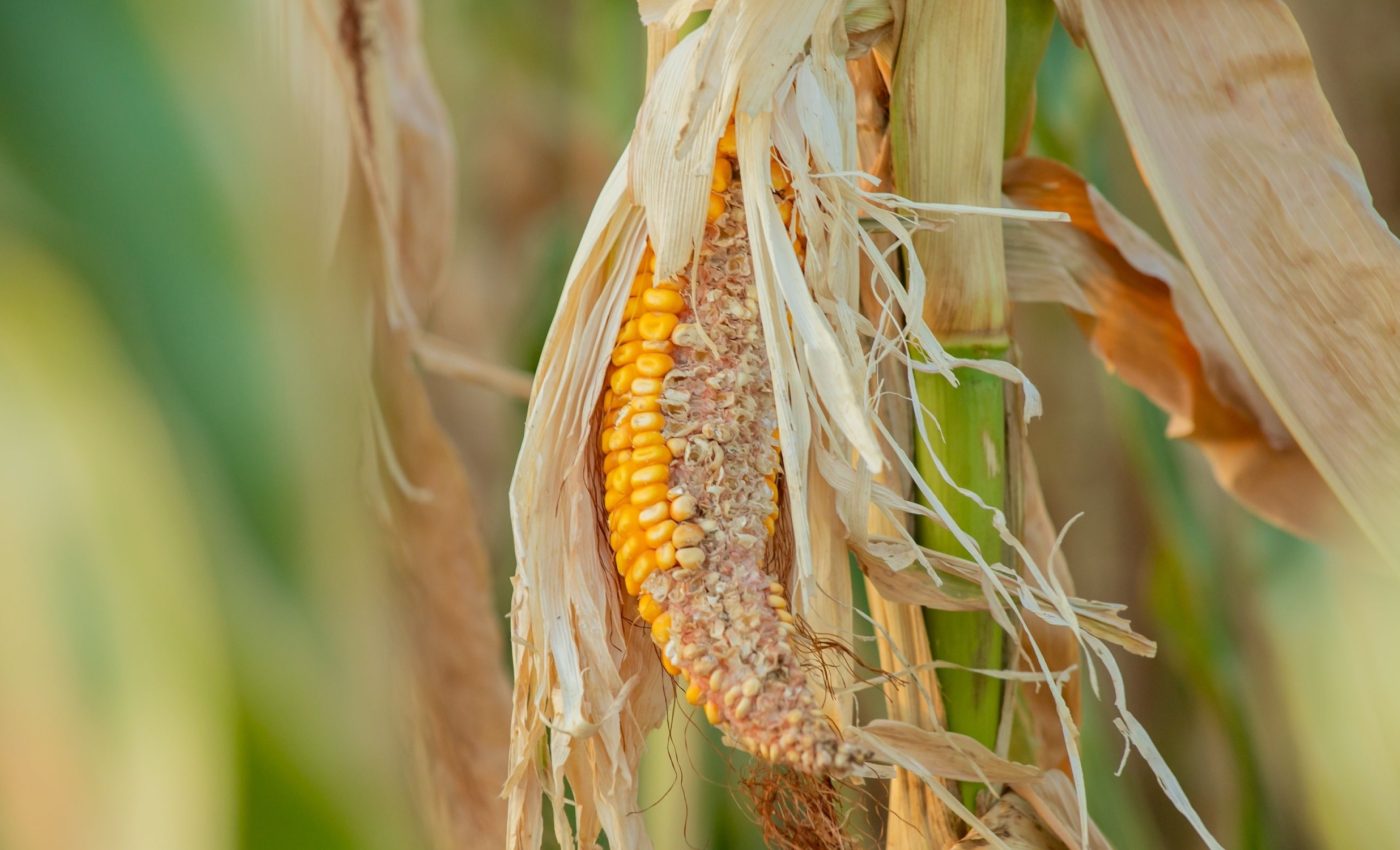 Vicious cycle: Food systems both suffer from and cause emissions