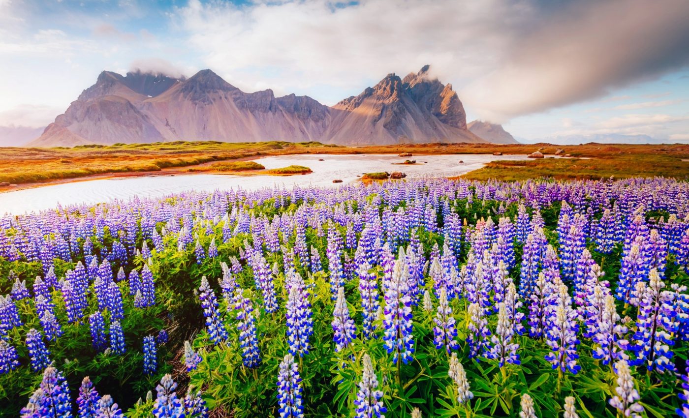 Saving biodiversity: Scientists discover hidden pattern guiding species distributions