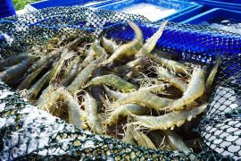 Fresh,White,Shrimp,,Litopenaeus,Vannamei.,This,Photo,Was,Taken,On