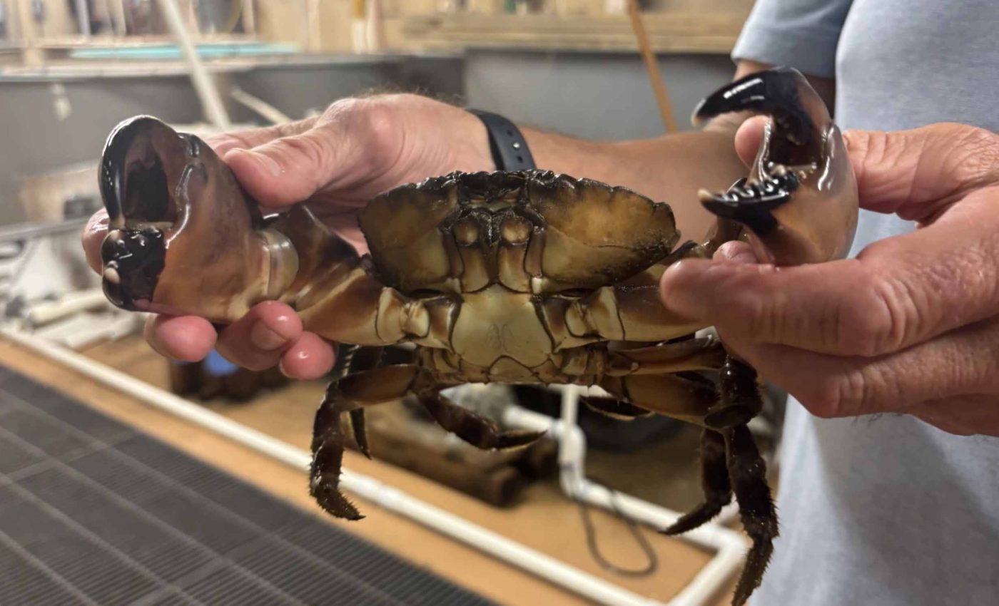 Scientists confirm the first sighting of stone crabs in Virginia waters