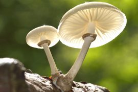 2025/10/Fungi-plants2.jpg